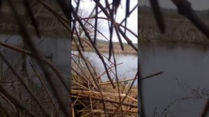 охота на селезня весной. селезень серой утки.подманивание.