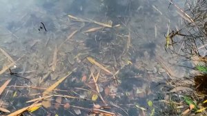 Славянск. 28 ноября 2024г. Утро.