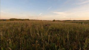 Охота на тетерева с курцхаром! Sabatti ARTEMIDE 12х76