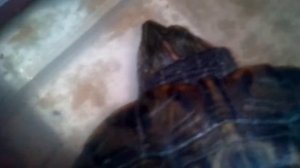 Красноухая черепаха слушать музыку