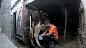 Вечерняя дойка коровы! Парень доит корову.  Домашний архив, реальная жизнь в деревне / селе