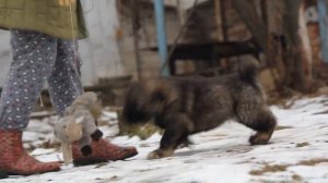 кавказская овчарка