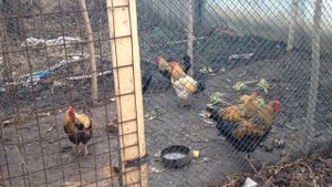 Петухи домашние