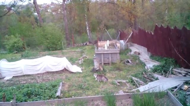 Спасение кошки #спасение  #спасениекошки  #кошка