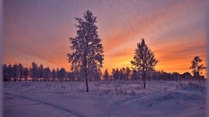 Волки (Волки есть волки, их очень жаль, но иллюзий не строю, песня «Вожак», исп. Александр Маршал)