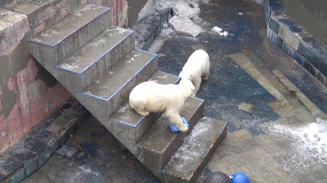 Стрелка хочет поиграть в бассейне, но воды пока мало. 08.04.2024 смотреть онлайн