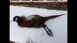 Охота с  пневматикой. Мои трофеи с Hatsan 125 th