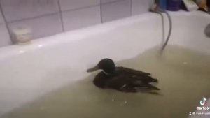 найдëныш 🦆