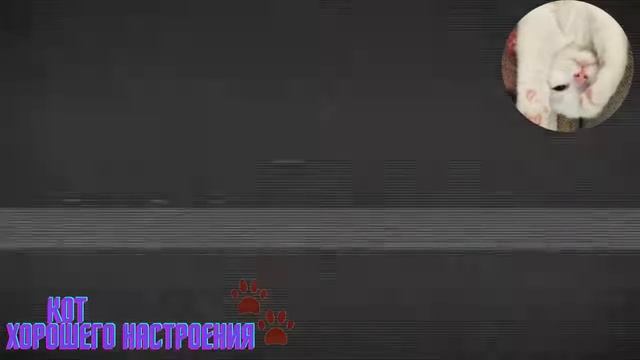 Котята и щенята и забавные моменты с ними