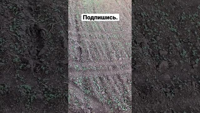 Уборка. Сельское хозяйство. Комбайн. Полесье. Камаз. Озимый рапс.