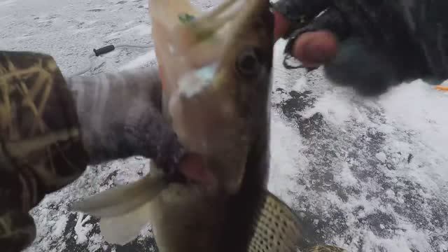 СУДАК НЕ ДАЁТ ОПУСТИТЬ БЛЕСНУ | ЛОВЛЯ СУДАКА ЗИМОЙ НА БЛЕСНУ С ПОДСАДКОЙ ТЮЛЬКИ | ЗИМНЯЯ РЫБАЛКА | смотреть онлайн