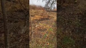 Осенние работы в фундуковом саду окончены , всё готово к зиме. Фундук, Трапезунд.