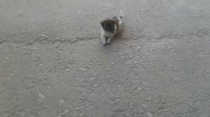 Щенок ласка