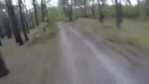 медведь гонится за велосипедистом
