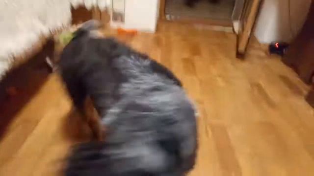 Вечернее подселение, у нас новый Гость! Спаниель Марта и шпиц Джоли смотреть онлайн