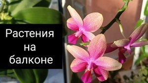 обзор растений на балконе//январь 2025//🌺
