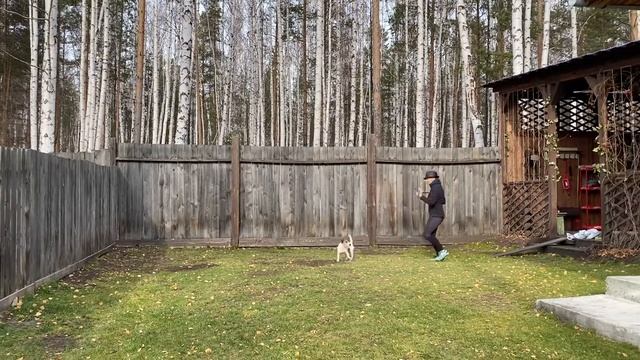 Танцы с собаками Dog dance Тимошина Светлана & Тимона Терр "Танец с тростью". Тренировка.14.10.2020 смотреть онлайн