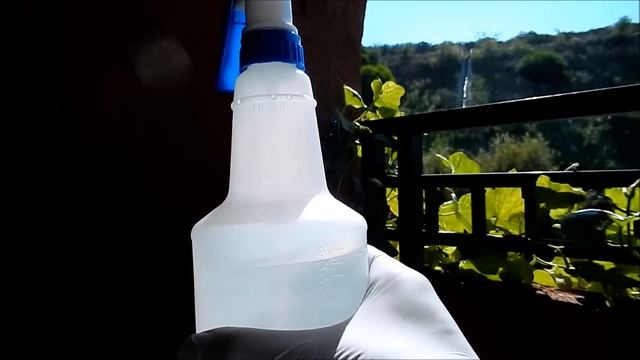 Growing Garlic as an Investment for Regular Dividends, Days 6-11 смотреть онлайн