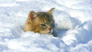 Вот и зима. Сергей Чекалин