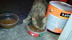 ДЦП у кошки