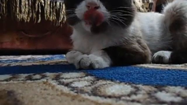 Издевательство над котом смотреть онлайн