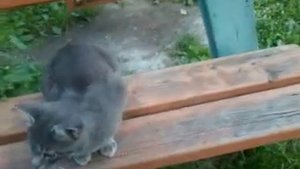 Котику отрезали хвост :(