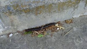 Сколопендра на дороге. Болгария, г. Равда, ул. Звуки моря.