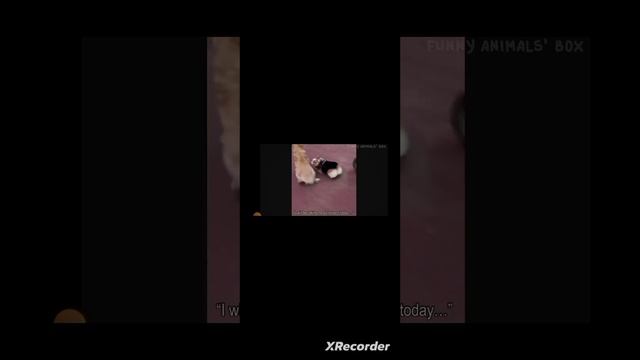 смешные видео с котами и собаками 🤣🤣🤣 смотреть онлайн