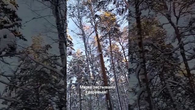 Красота зимнего леса: магия застывших деревьев! #зимний #деревеньканаурале #деревня #зима #лес