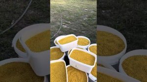 Пасеки Бодян: Сбор пыльцы 29.04.2024