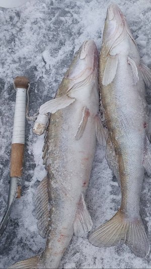 Судак зимой на реке Иртыш