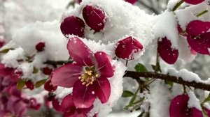 НЕЖДАННАЯ ЛЮБОВЬ