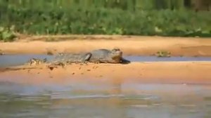 Леопард охотится на крокодила