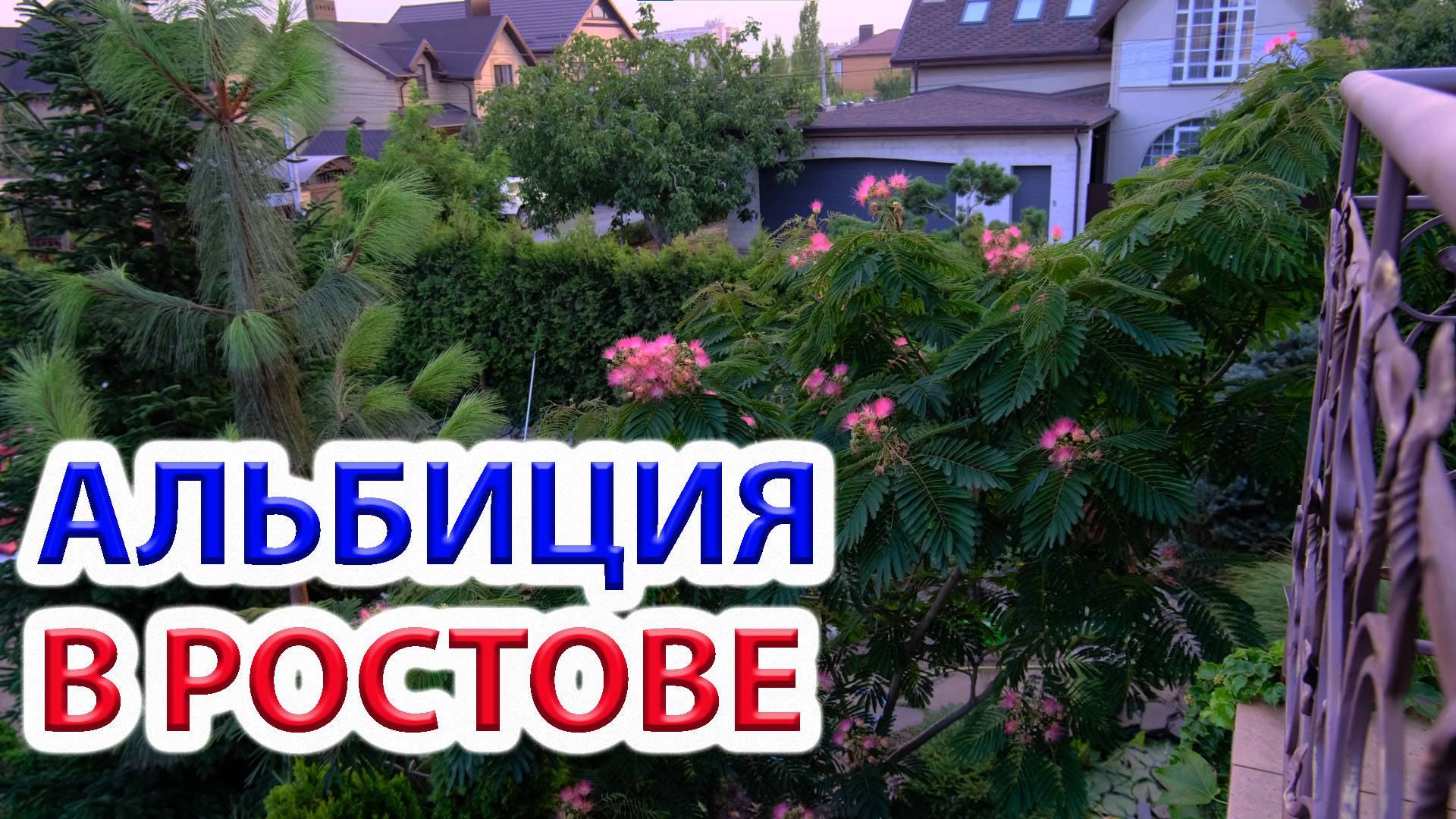 Цветение в Ростове магнолии вечнозеленой и Альбиции прогулка по саду