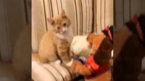 Toy dog singing kitten, where are you, my love Игрушечная собака поёт котёнку, ну где же ты