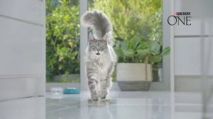 Озвучка рекламы Purina One