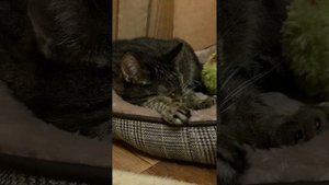кот блюёт?Что с ним?Как помочь?
