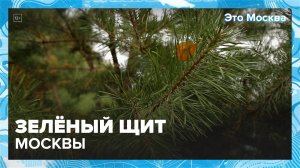 Какие деревья высаживают в Москве?|Это Москва — Москва 24 | Контент