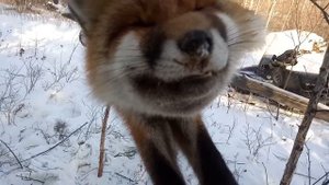 Охота на соболя, плутовка попалась!.mp4