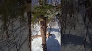 Охота на соболя, сезон закрыт..mp4