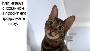 Кошки вызывают Альфа Центавра (Почему и зачем кошки стрекочут)