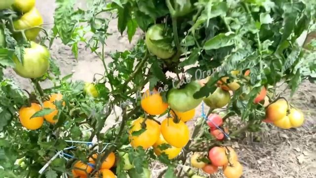 Томаты проекта "Гном Томатный"в открытом грунте часть 2