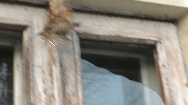 Чучело птицы украшает подъезд дома!!! Дизайнер - сын Байдена!!!
