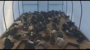 Продам самок индоутки