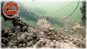 Подводная съемка на реке Волга Чебоксарская ГЭС.