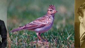 *****М.И. Глинка. Романс "Жаворонок". Поёт Геннадий Пищаев. Запись 1973 года.