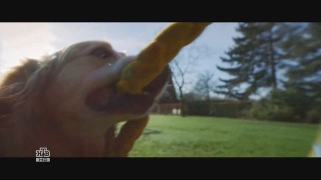 Реклама Педигри Дента Стикс 2019 смотреть онлайн