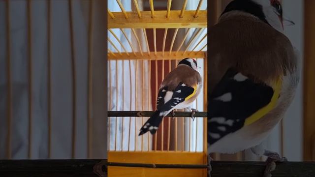 Пение щегла смотреть онлайн