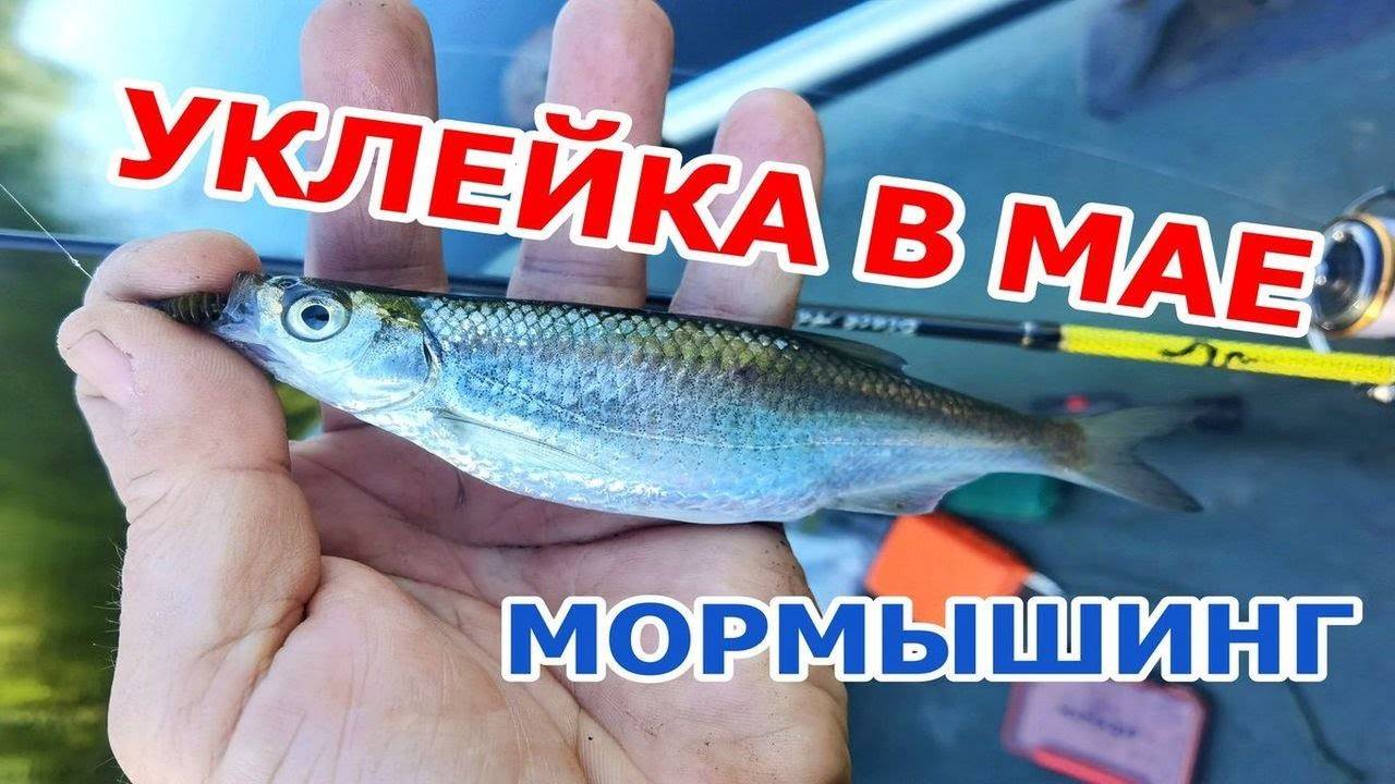 КРУПНАЯ УКЛЕЙКА на МОРМЫШИНГ