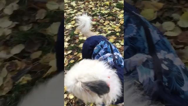 Китайская хохлатая пуховая собака пушистая | Сhinese crested dog